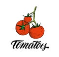 Tomatoes hand drawn illustration